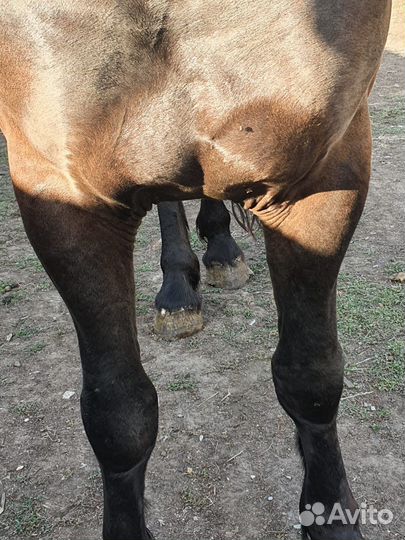 Лошадь кобыла