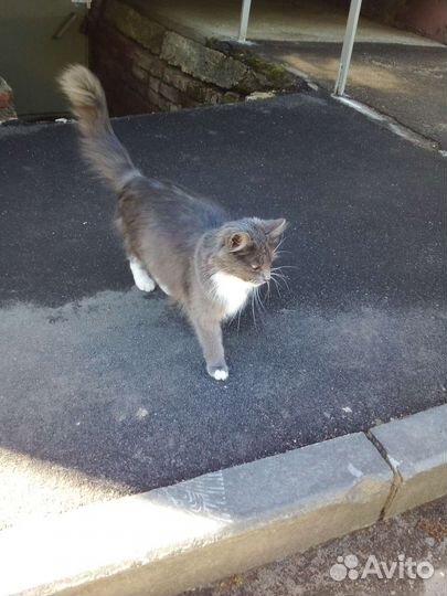 Найдена кошка