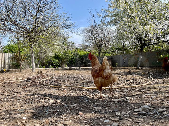 Дом 70 м² на участке 8 сот.