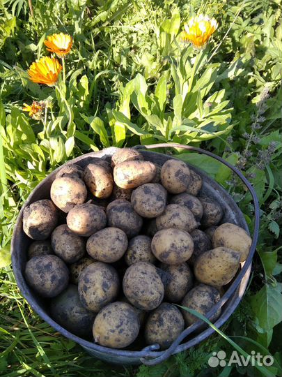 Семенной картофель