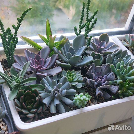 Кактусы и суккуленты