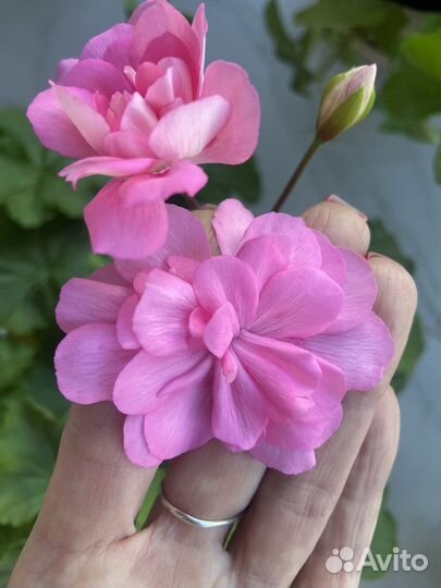 Пеларгония