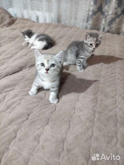 Кошки бесплатно