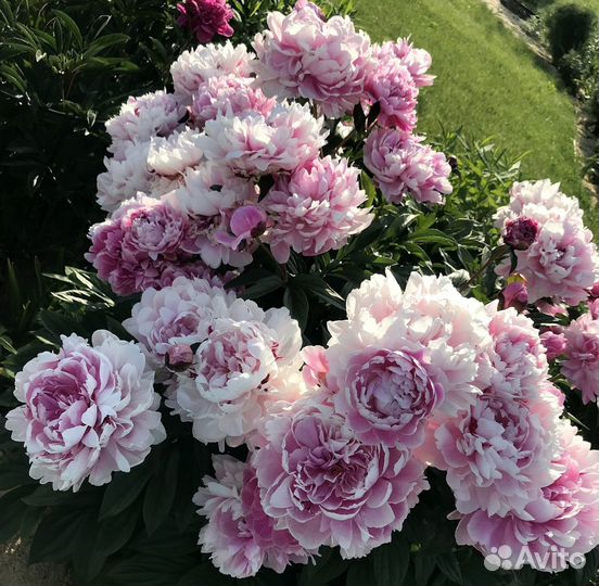 Пионы розовые