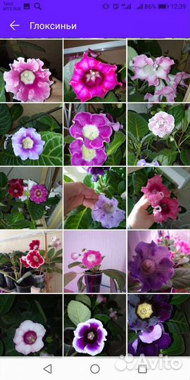 Глоксиньи (клубни) и детки