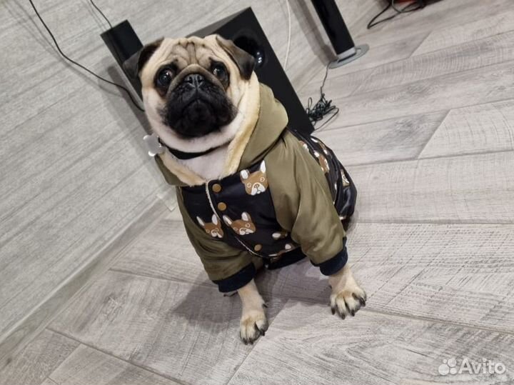 Мопс вязка мальчик