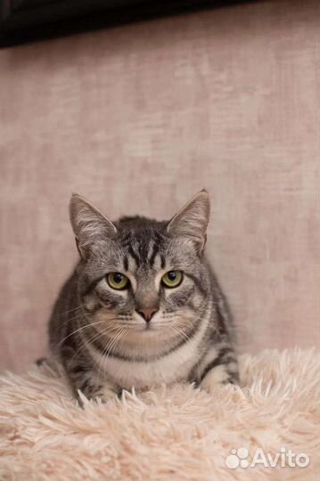 В добрые руки