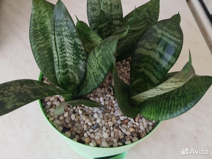 Сансивиерия ханни