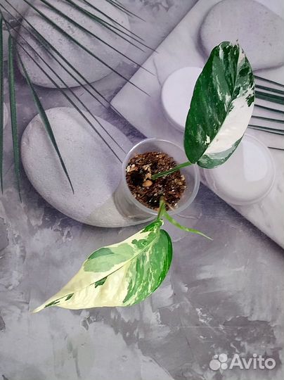 Эпипремнумы глобал грин,неон,marble apple,себу блю