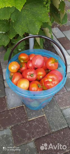 Помидоры домашние