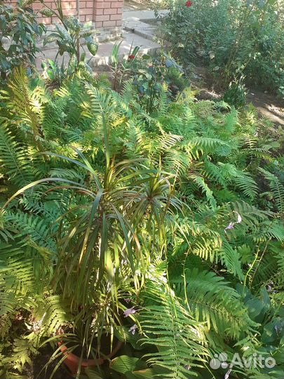 Папоротник садовый многолетний