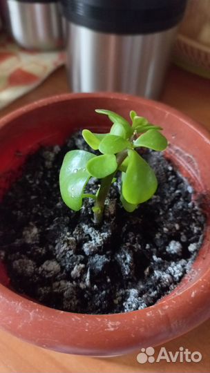 Излишки Комнатных цветов