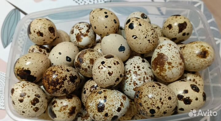 Яйца перепелинные домашние