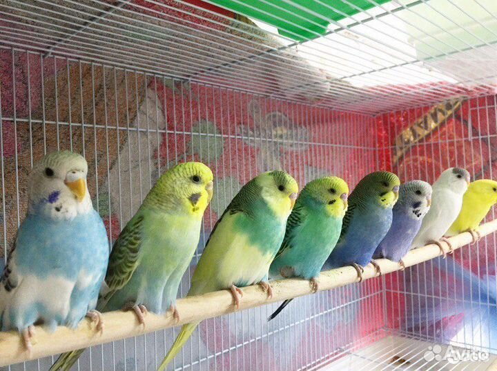 Птенцы волнистики