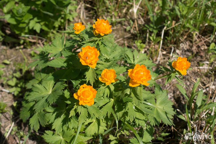 Редкие растения для сада