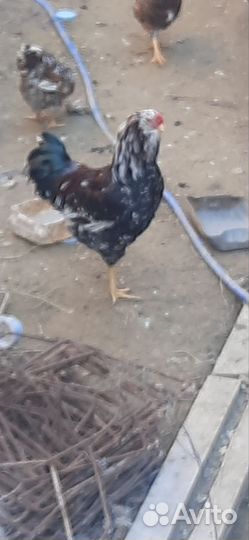 Инкяйцо орловских ситцевых