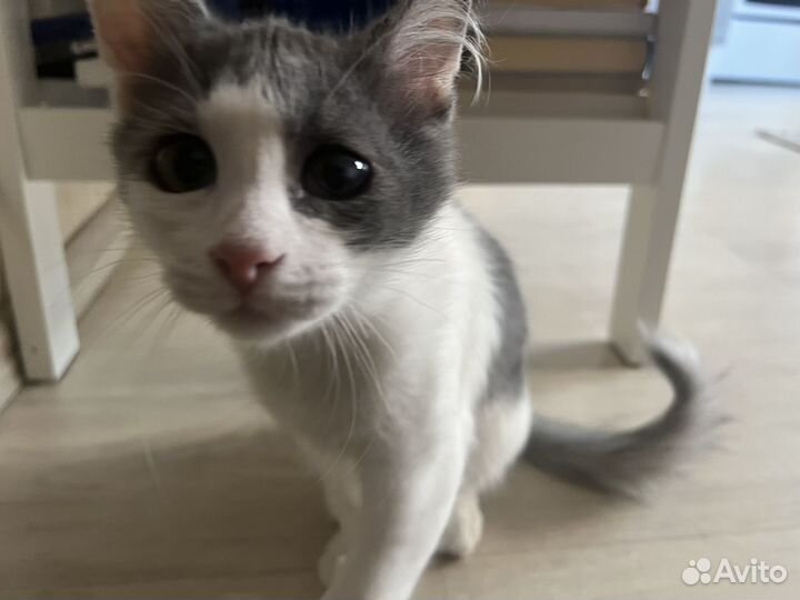 Котенок мальчик 3 месяца