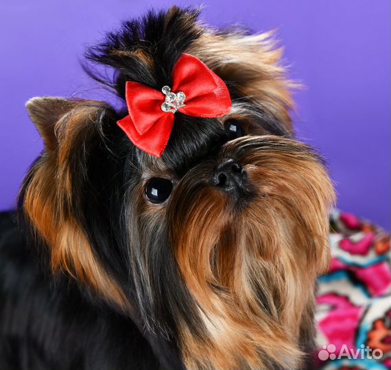 Йоркширский терьер вязка суперМини супер курносый