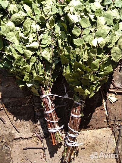 Веники из берёзы