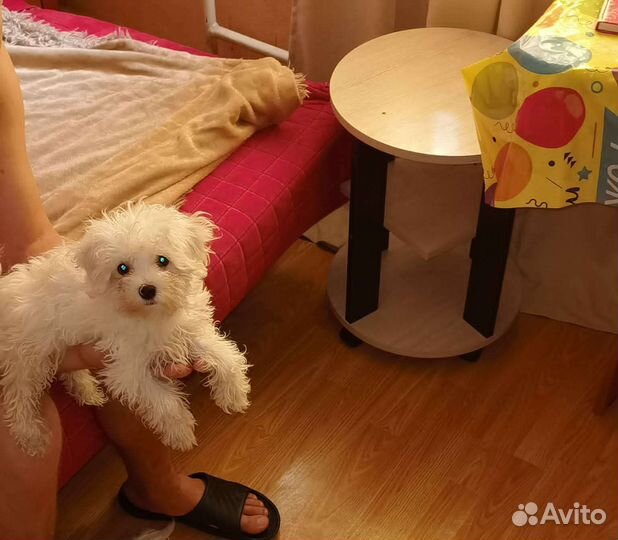 Мальтипушечка детка ф1