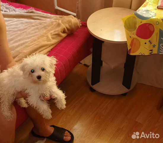 Мальтипушечка детка ф1