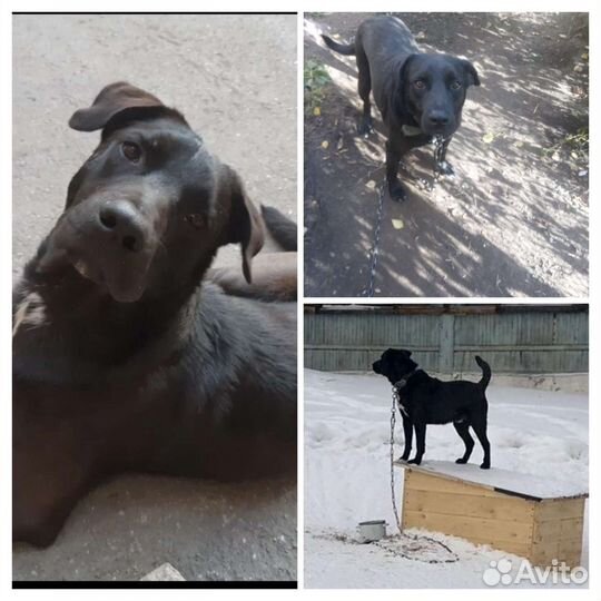 Собака для души