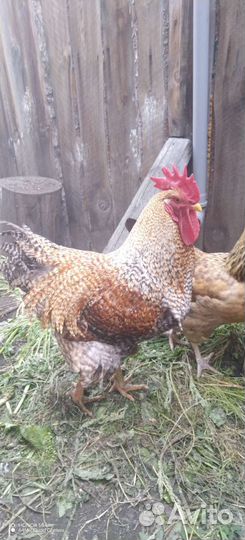 Яйцо инкубацию помесь