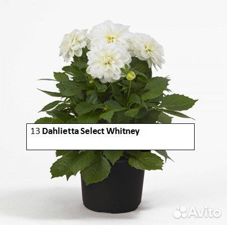 Георгины вегетативные патио