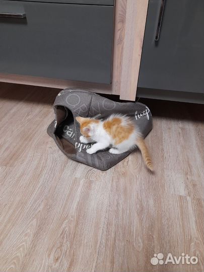 Кошки