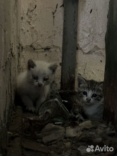 Котята мальчик и девочка