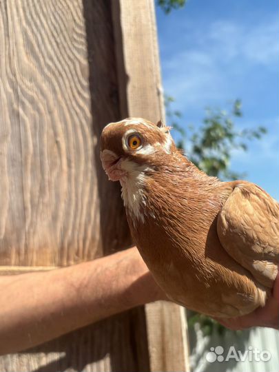 Голуби продажа бойные