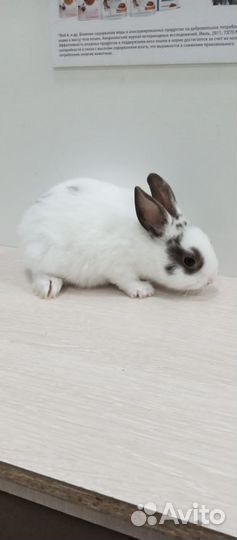 Декоративные кролики