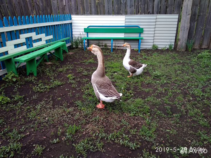 Гусята и утята