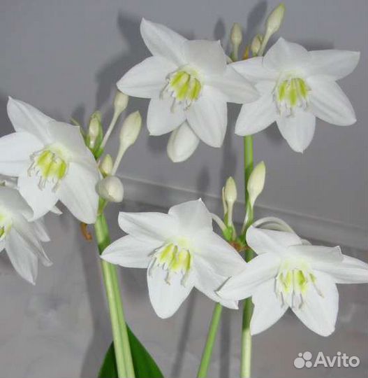 Эухарис - амазонская лилия