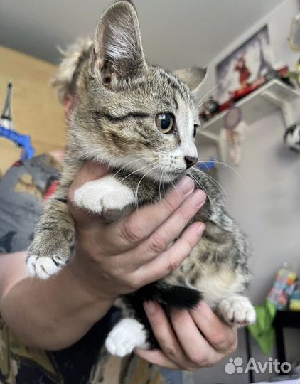 Кошки в добрые руки бесплатно