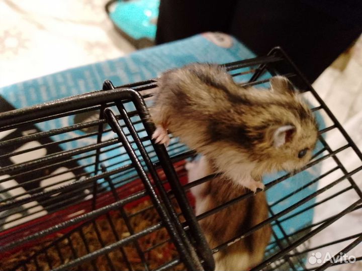 Джунгарский хомяк бесплатно