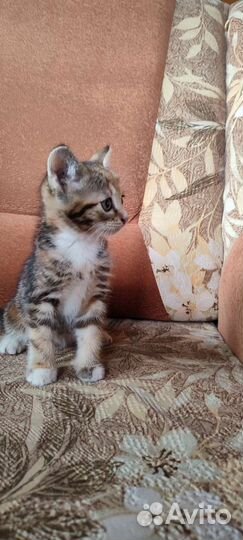 Котенок в добрые руки