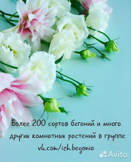 Бегонии и многое другое