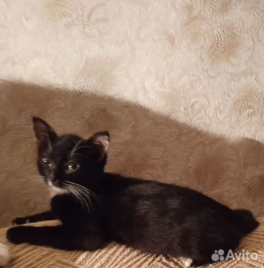 Кошечка в добрые руки