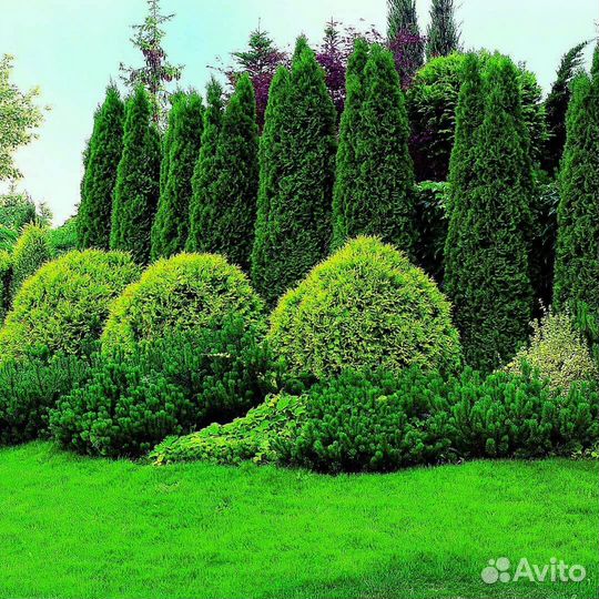 Туи брабант