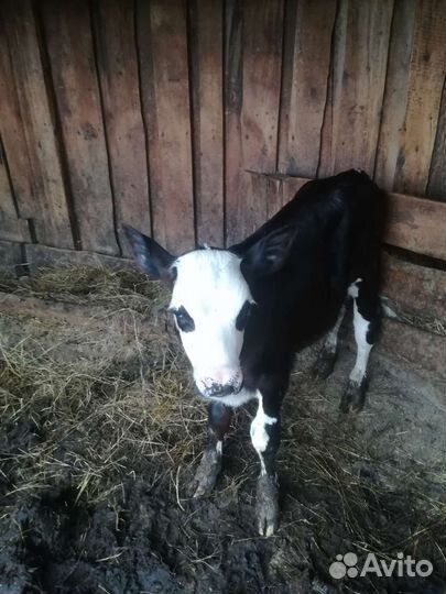 Бычёк 1 месяц