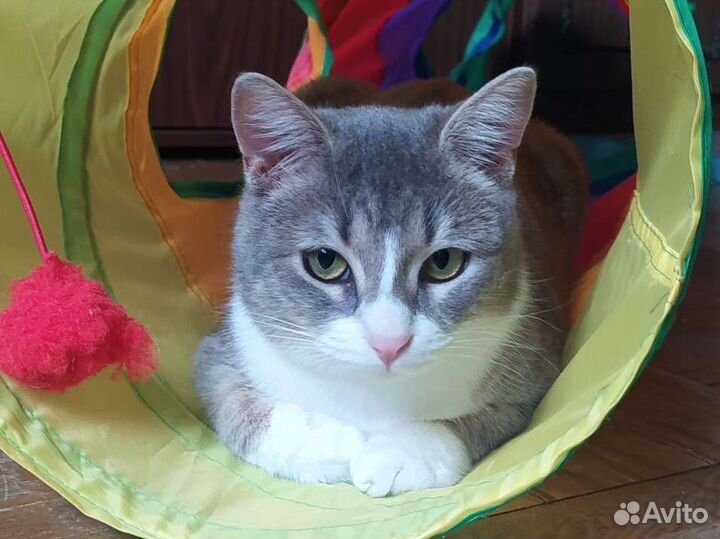 Молодая кошечка ищет дом