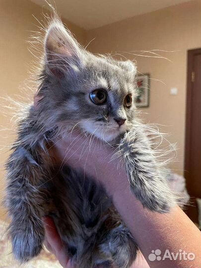 Котята в добрые руки бесплатно