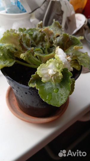 Комнатные растения