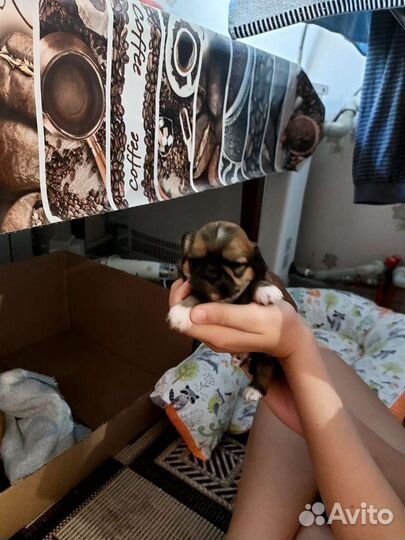 Щенки пекинеса