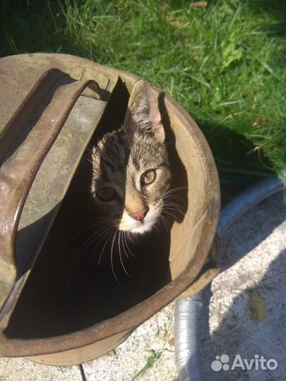 Милейший малыш. Добрый, ласковый, игривый 4 мес