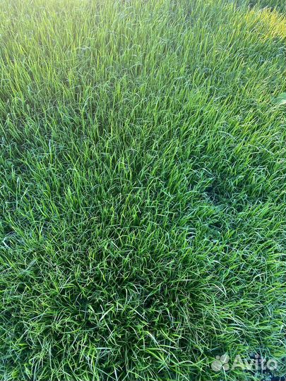 Газон с мятликом / премиум