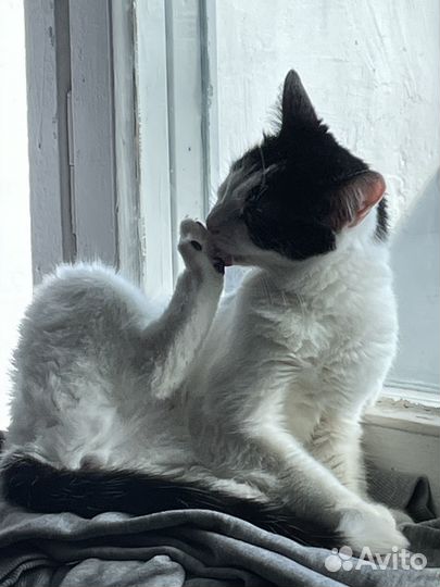 Кошка с разными глазами