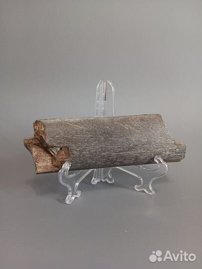 Челюсть кита