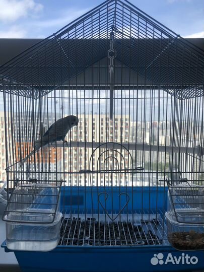 Волнистый попугай с клеткой